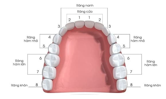 vị trí răng khôn